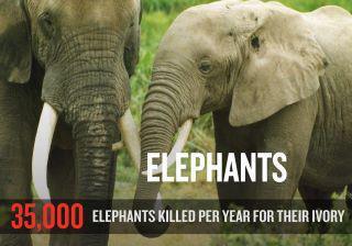 Ivory-trade-35000-elephants-killed-every-year-for-ivory-trade