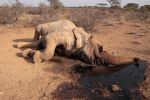 ££-Poached-African-Elephant-3111725