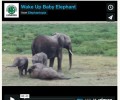 Happy Weekend: Wake Up Baby Elephant