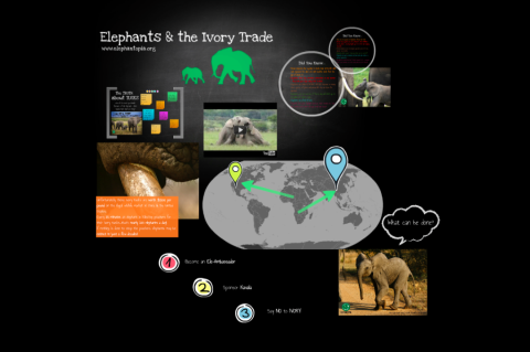 Elephants and Ivory