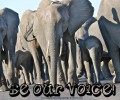 Speak Out for Elephants
