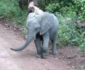 Happy Weekend: Baby Elephant Dance