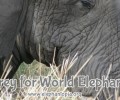 Happy Weekend: World Elephant Day