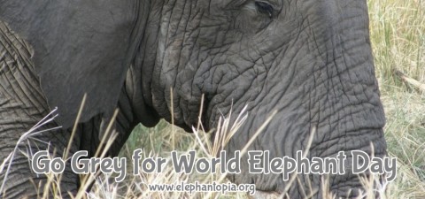 Happy Weekend: World Elephant Day