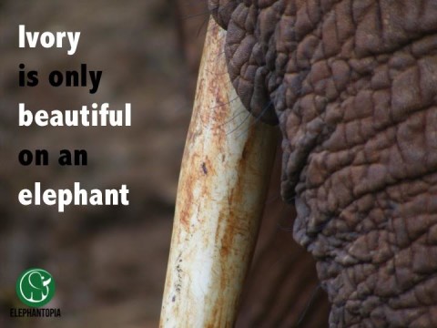 Why No One in the World Needs an Elephant Tusk but an Elephant
