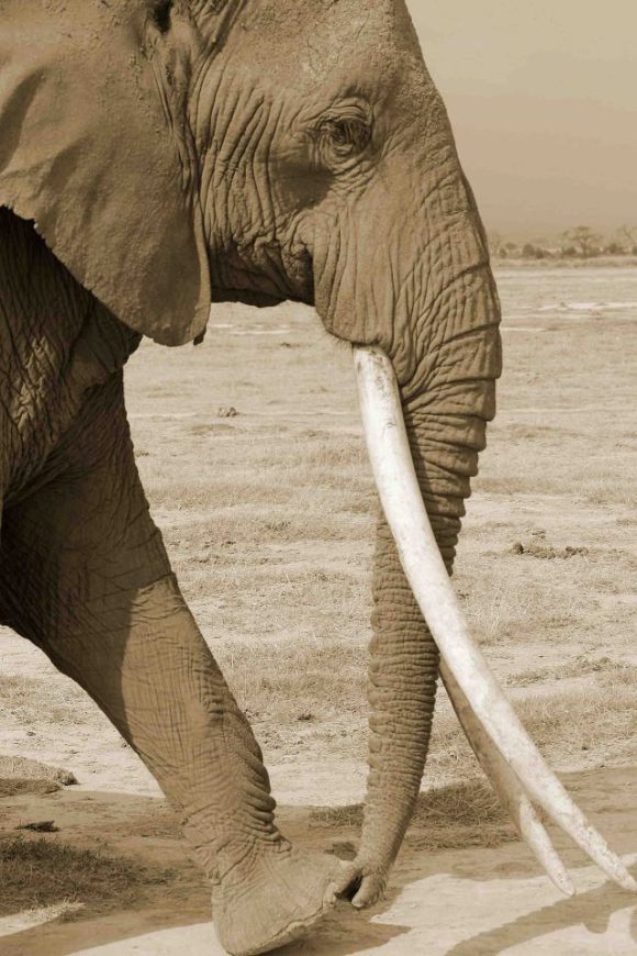 The Truth about Tusks