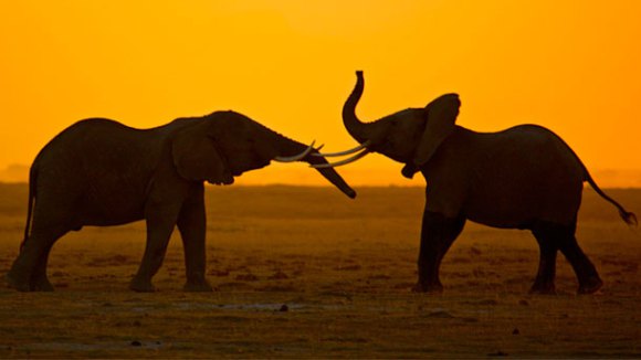 battle-for-elephants-sunset_64703_610x343