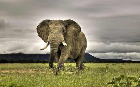 animals_elephant_field-1280x800
