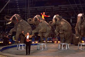 circus_elephants4_web