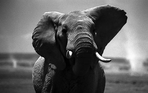Christo_elephant12