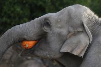 Dina, the elephant, eats a pumpkin-1400821