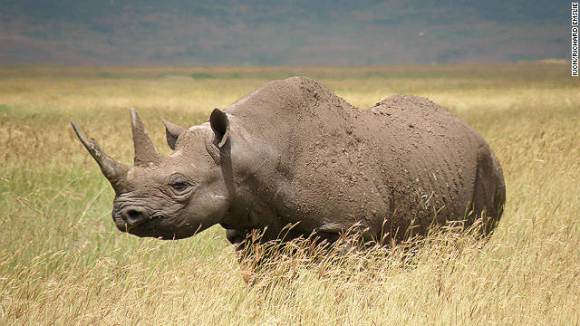 111110012209-black-rhino-extinct-conservation-horizontal-gallery
