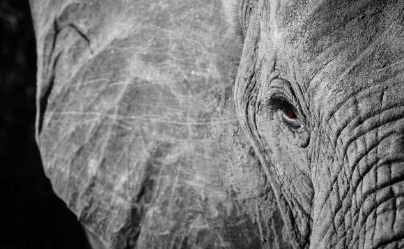 elephant-pictures-black-and-white-17880-hd-wallpapers
