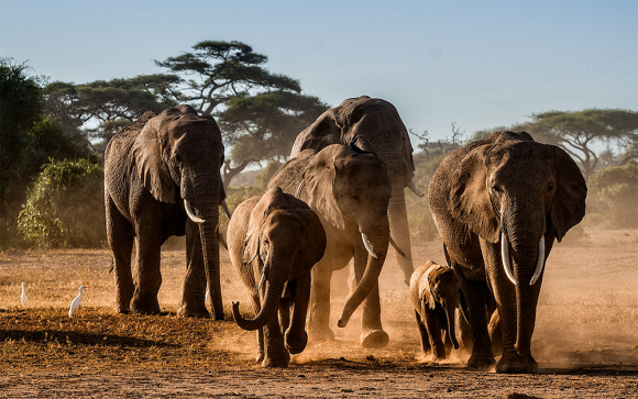 Battle for the Elephants Photograph