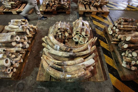 A shipment of more than 700 ivory tusks worth over $1 million was seized by customs officials in Hong Kong in early January 2013. PHOTOGRAPH BY BOBBY YIP, REUTERS