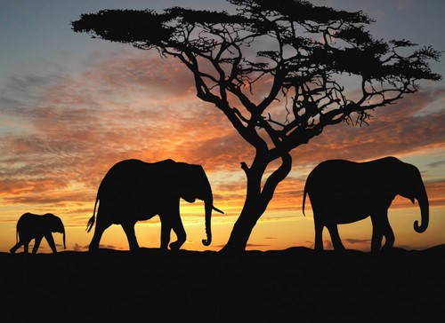 Wallpaper-Savannah-Elephants