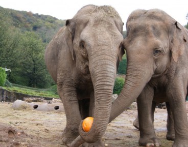 4-Yhetto-and-Jenny-the-Asian-elephants-at-Belfast-zoo-tucking-into-pumpkins-for-Boo-at-the-zoo-580x455