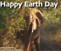 Earth Day and Elephant Videos