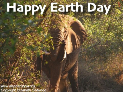 Earth Day and Elephant Videos
