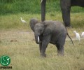 Happy Weekend: Baby Elephant Learning to Walk