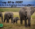 The Greatest Danger to Elephants: Apathy
