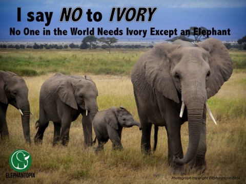 The Greatest Danger to Elephants: Apathy