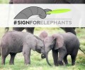 Action for Elephants Wednesday