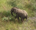 Moving Time for this Young Elephant