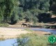 Pictures from Kruger National Park, South Africa