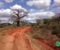 On the Road of the Ivory Trade in Kenya