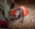 Kavala, the orphaned elephant, is taking recovery one step at a time