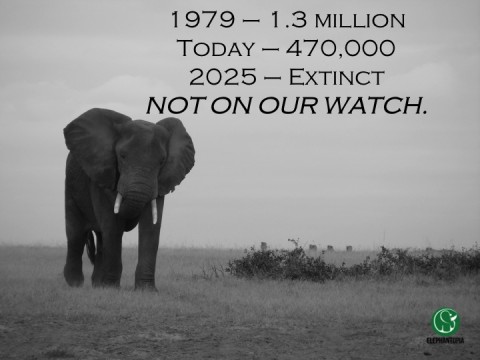 The March to Extinction