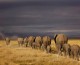 Happy Weekend: The Elephants March