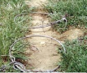 Survivors of Poaching Snares
