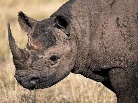 The “Legalization” of Rhino Horn…Poaching
