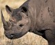 The �Legalization� of Rhino Horn�Poaching