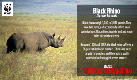 ACTION NEEDED: save a rhino with your signature!