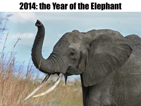 A Year in Review: The Year of the Elephant