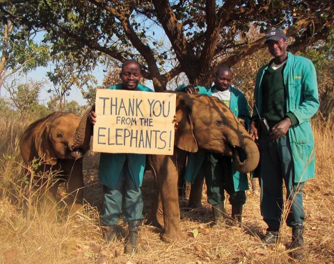 Thank You from the Elephants