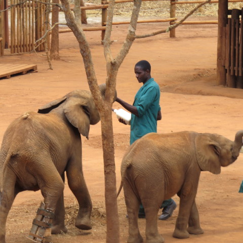 A Day with the GRI Elephant Orphans in Zambia