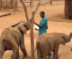 A Day with the GRI Elephant Orphans in Zambia