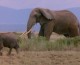 Happy Weekend: Baby Elephants vs. their Trunks