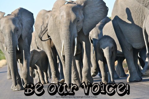 Speak Out for Elephants