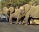 Happy Weekend: Why Did the Elephant Cross the Road?
