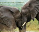 Elephantopia: changing the world one elephant at a time