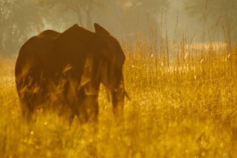 Life at Camp Phoenix, Zambia