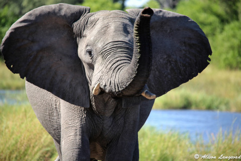 How I Became an Elephant Advocate
