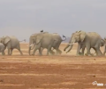 Happy Weekend: Elephant Run!