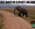 Elephants in the News