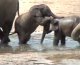 Happy Weekend: Forest Elephants Playing in Water